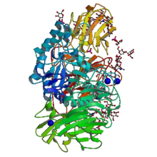 Beta-galactosidase (1tg7).png