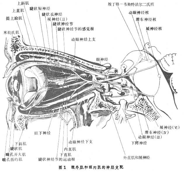眼外肌和眼内肌的神经支配