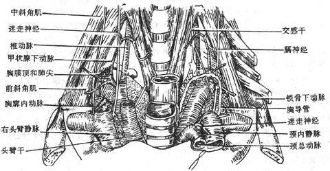 Glytk1lj.jpg