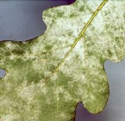 粉状叉丝壳（Microsphaera alphitoides）