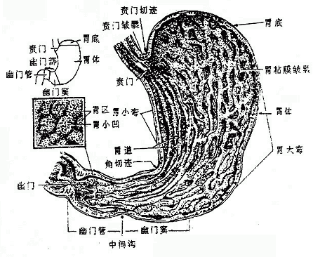 Glxck9ds.gif