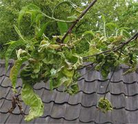 被桃缩叶病菌 （Taphrina deformans ）感染的桃树叶
