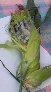 玉米蘑菇