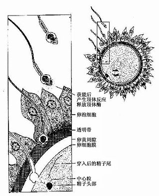精子顶体反应与受精