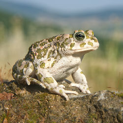 绿蟾蜍Bufo viridis