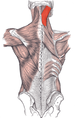 Musculus splenius capitis marked.png