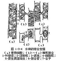 Bkf6b.jpg