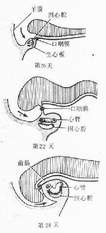 原始心血管系统模式图（第4周）
