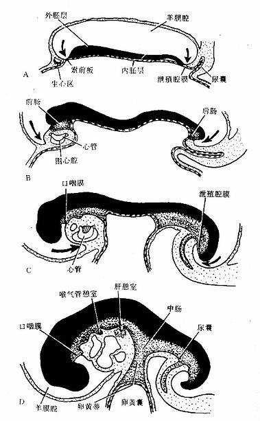 原始消化管的形成和分段
