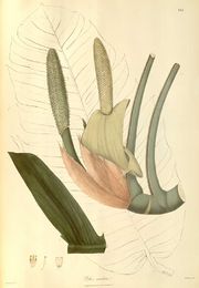 Epipremnum pinnatum.jpg