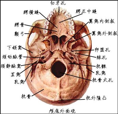 Glmf8p1a.jpg