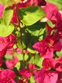 Bougainvillea spec-Cuba Detail.jpg