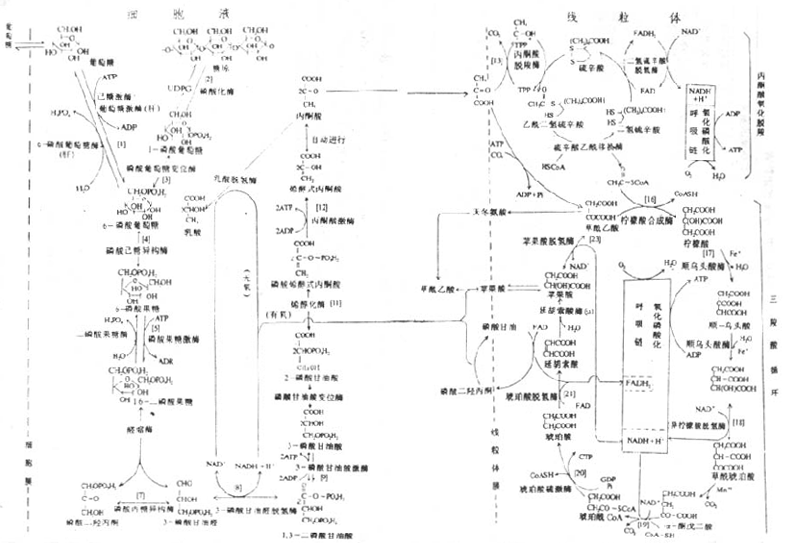 Gra36frd.gif