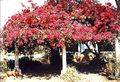 Bougainvillea, Bulawayo.jpg