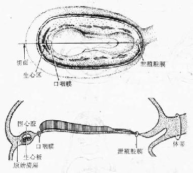 血岛和血管形成