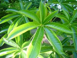 香苹婆 Sterculia foetida