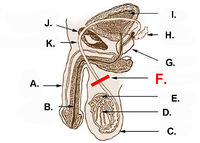 Vasectomy.jpg