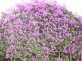 Bougainvillea spectabilis in Calella.JPG