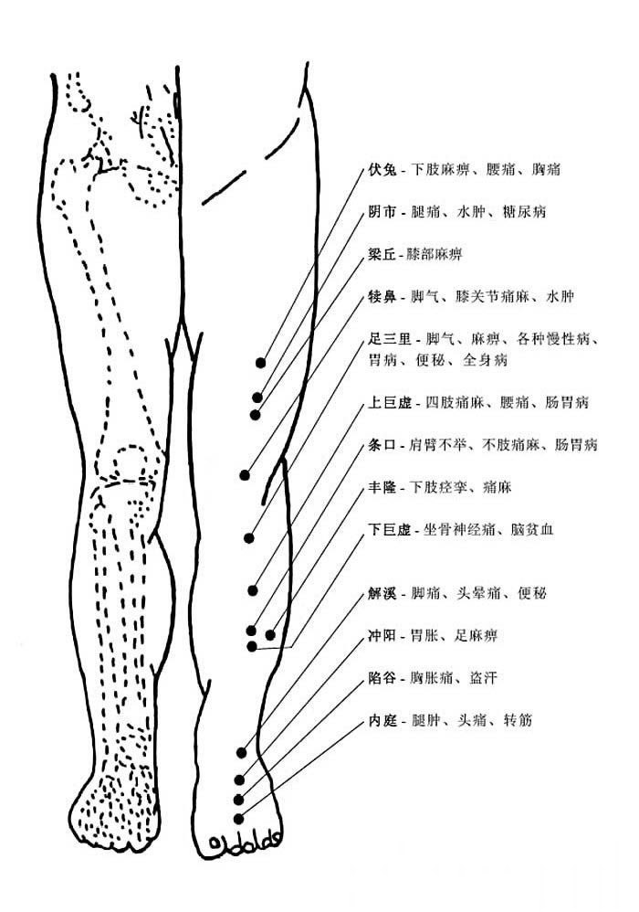 腿部正面穴位和穴位功能