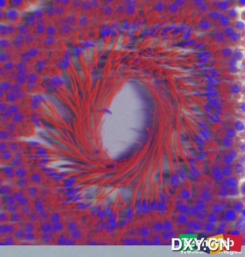 输精管