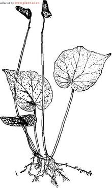 蕺叶秋海棠