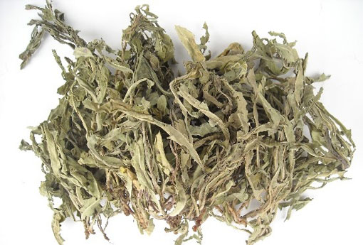 败酱草